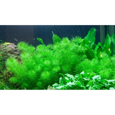 Myriophyllum Guayana