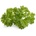 Click & Grow Семена Click and Grow, къдрав магданоз, 3 броя (SGR13X3)