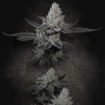 Paradise Seeds Chem Cake Semená neobsahujú THC 5 ks