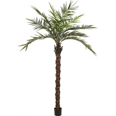 Kentia palma deluxe, 300cm