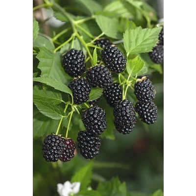 Černica beztŕňová BIO 'Loch Ness' FloraSelf Bio kvetináč 2 l