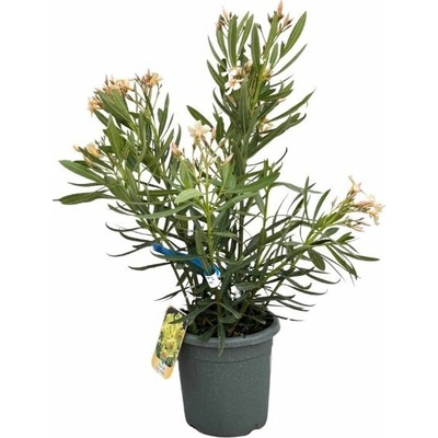 Oleander Marie Gambetta, výška 60-80 cm, kvetinač 10 l