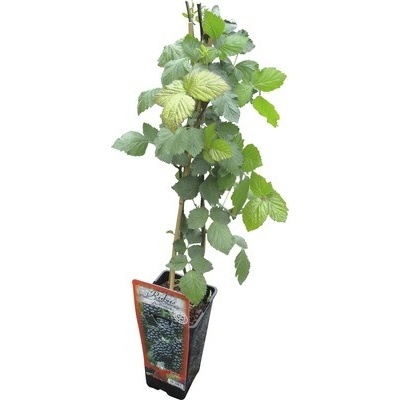 Černica Rubus fruticosus 'Triple Crown' 30-40 cm v kvetináči