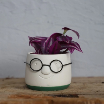 Tradescantia Pink Paradise baby