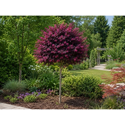 Loropetalum čínske Tuscan Red na 150-170 cm kmienku, výška 220-250 cm, kvetináč 45 l