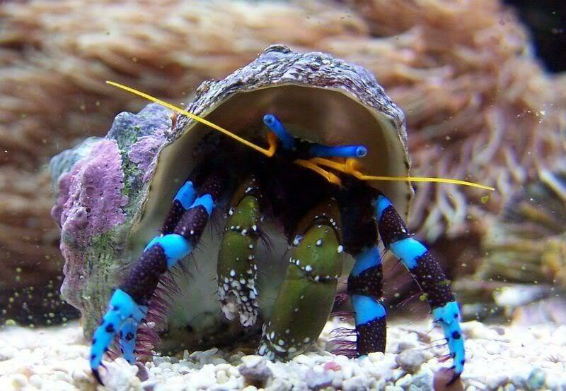 Calcinus elegans