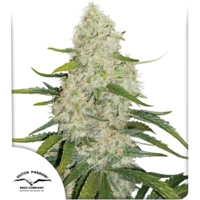 Dutch Passion Think Big AUTO semena neobsahují THC 3 ks