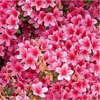 Azalea (J) 'Silvester' 25-30 C4L