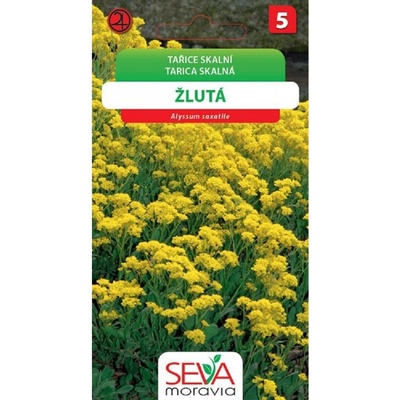 Semínka Tařice skalní žlutá (Alyssum saxatile)