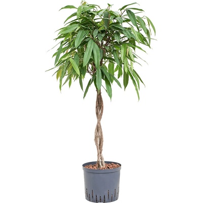 Fikus - Ficus binnendijkii "Amstel King" Stem braided zapletený kmeň 22/19 výška 120 cm