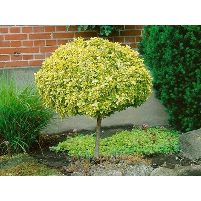 Bršlen fortuneov Emerald Gold na 70-80 cm kmienku, výška 90-100 cm, kvetináč 4 l