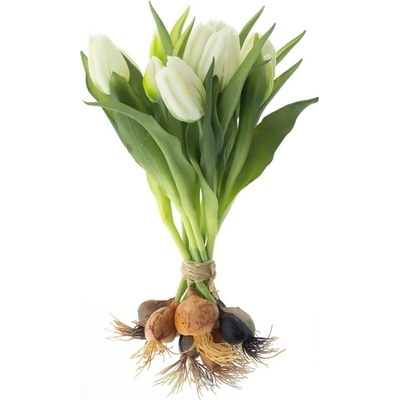 Tulipán 'Sally' svazek s cibulkou x12 krémová V33 cm