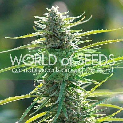 World of Seeds Colombian Gold semienka neobsahujú THC 3 ks