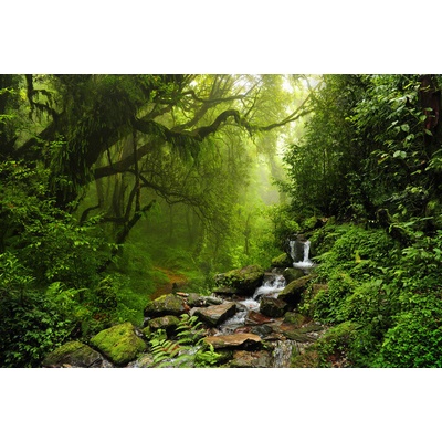 Plagát, Obraz - Rain Forrest, 120 × 80 cm