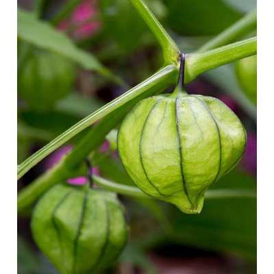 Mochyně dužnoplodá - Physalis philadelphica - semena - 5 ks