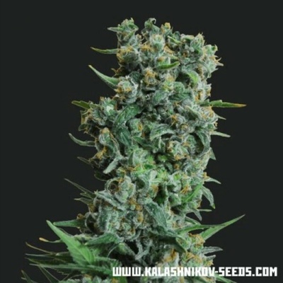 Kalashnikov Seeds Kalashnikov Original semena neobsahují THC 3 ks