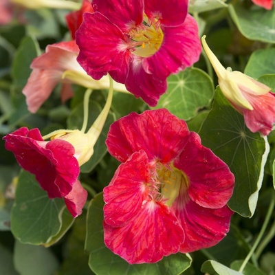 Kapucínka nízka Tip Top Rose - Tropaeolum minus - semená kapucínky - 10 ks