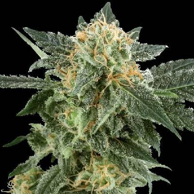 White Label Snow Ryder Automatic semena neobsahují THC 5 ks