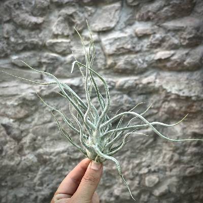 Tillandsia ehlersiana
