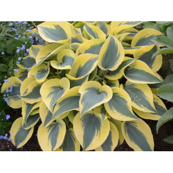 Hosta Autumn Frost - Funkia, kont. 1 l
