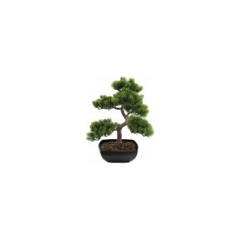 Bonsai borovice 50 cm