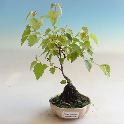 Briza Bonsai (břízu bonsai, bílou kůrou, břízy bonsai, bílou kůrou která, druh který) Briza Bonsai