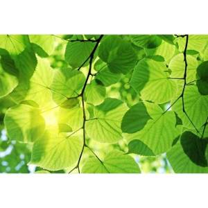 DIMEX ART Флизелинов фототапет зелени листа 375 x 250 см