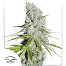 Dutch Passion CBD Skunk Haze semena neobsahují THC 5 ks