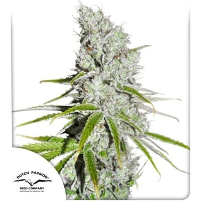 Dutch Passion CBD Skunk Haze semena neobsahují THC 100 ks