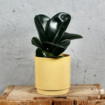 Ficus Elastica Sofia