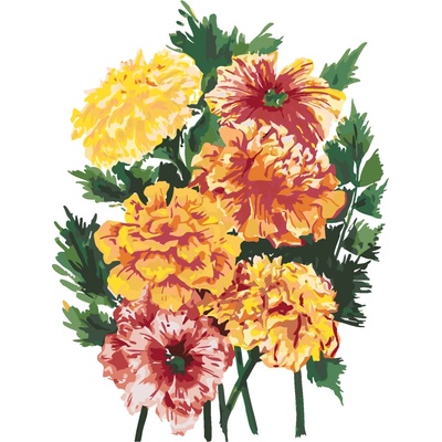 ZUTY Malování podle čísel KVĚTINA MĚSÍČEK ALEXANDRIA GILBERT Rozměr 80 x 100 cm Rámování bez rámu a bez vypnutí plátna