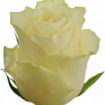 Světlekrémová růže SOLSY 40cm (M)