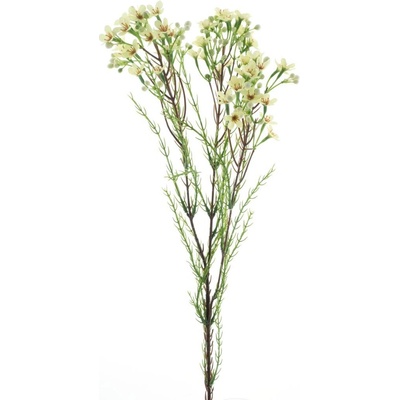 Opuč - Chamelaucium krémová V78 cm