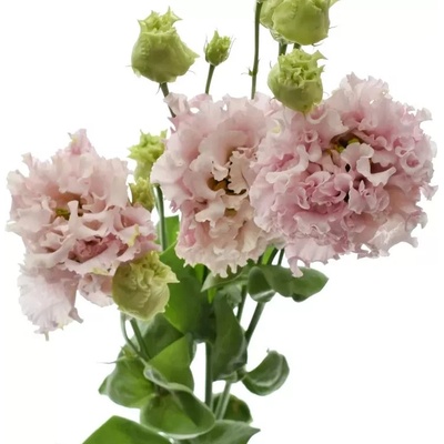 Jícnovka G ALISSA PINK 70cm/5+