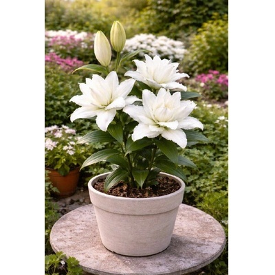 Ľalia 'Roselily Cecilia®' 1 ks