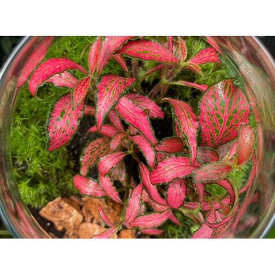 Fittonia Forest Flame 5,5 cm
