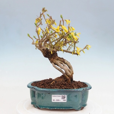 e-bonsai Venkovní bonsai - Zlatice - Forsythia koreana