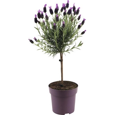 Levanduľa korunkatá na kmienku FloraSelf Lavandula stoechas 'Anouk' výška 40-50 cm kvetináč Ø 15 cm
