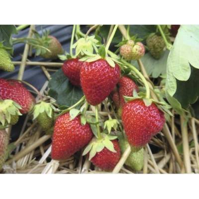 Jahoda BIO 'Korona' FloraSelf Bio kvetináč Ø 9 cm