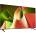 LG OLED77B46