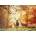 Heye - Puzzle Magic Forests: Stags - 1 000 piese