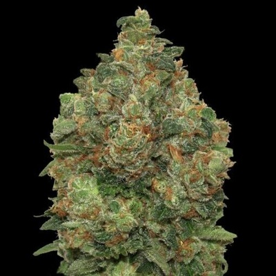 Advanced Seeds AUTO Critical Soma semena neobsahují THC 5 ks