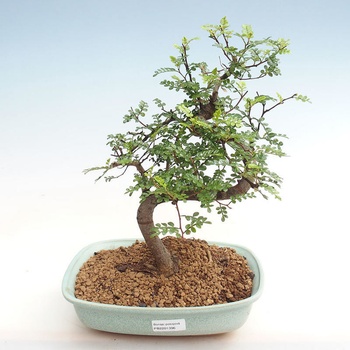 Venkovní bonsai - Pseudocydonia sinensis - Kdouloň čínská