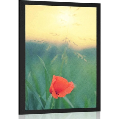Plakát vlčí mák v trávě - 30x45 white