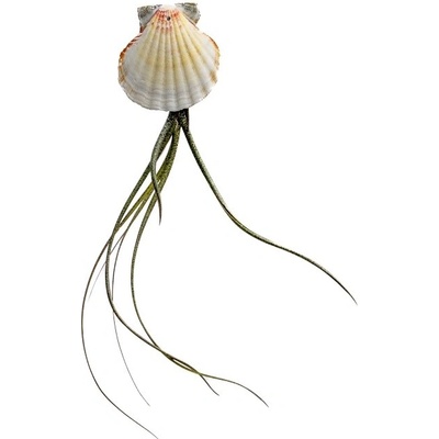 Gardners Mušle s Tillandsií Butzii Tillandsie, kykatka