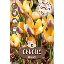 Royal De Ree Holland Květinové cibulky krokus (Crocus) ""Advance"" 10 ks