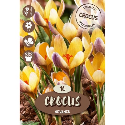 Royal De Ree Holland Květinové cibulky krokus (Crocus) ""Advance"" 10 ks