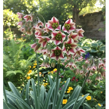 Cesnak sicilský 'Nectaroscordum' 5 ks