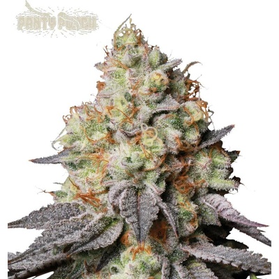 Seedstockers Panty Punch auto semena neobsahují THC 1 ks