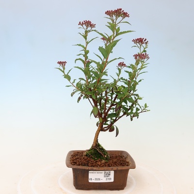 e-bonsai Venkovní bonsai - tavolník japonský - Spirea japonica Anthony Waterer